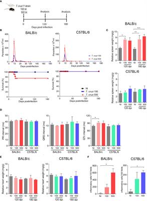 Physical Exercise Promotes a Reduction in Cardiac Fibrosis in the Chronic Indeterminate Form of Experimental Chagas Disease